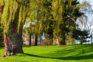 bosque, césped, IVA, Parque, arboles