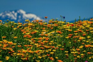 flores, prado, verano