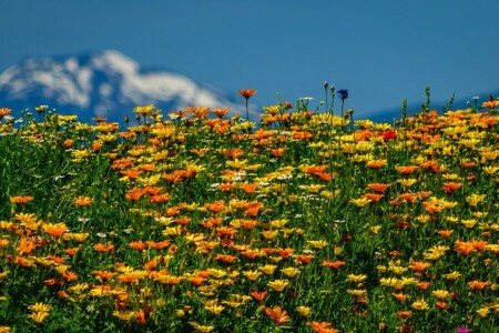 flores, Prado, verão