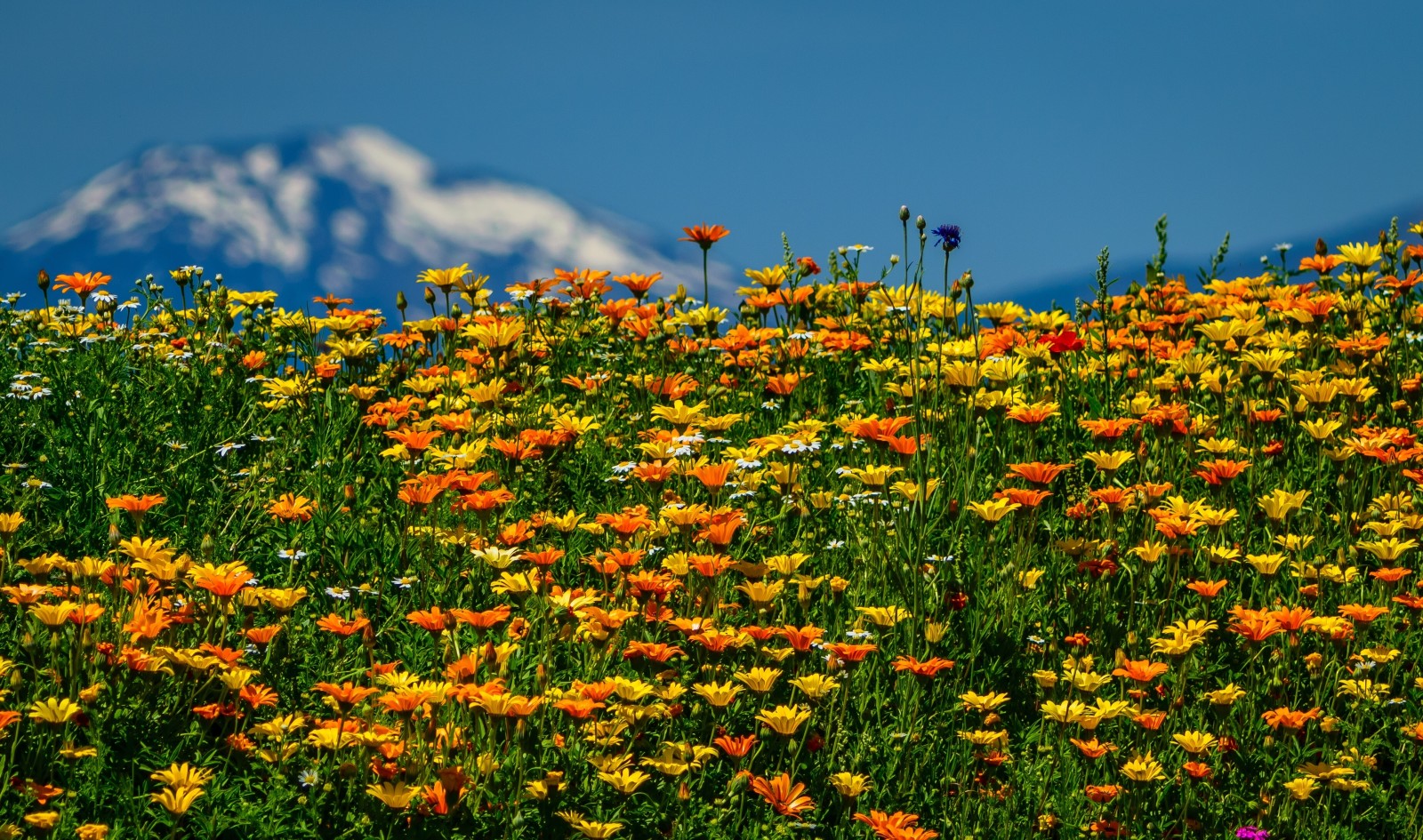 verano, flores, prado