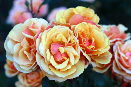 macro, petals, roses