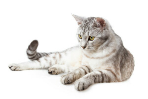 cat, white background