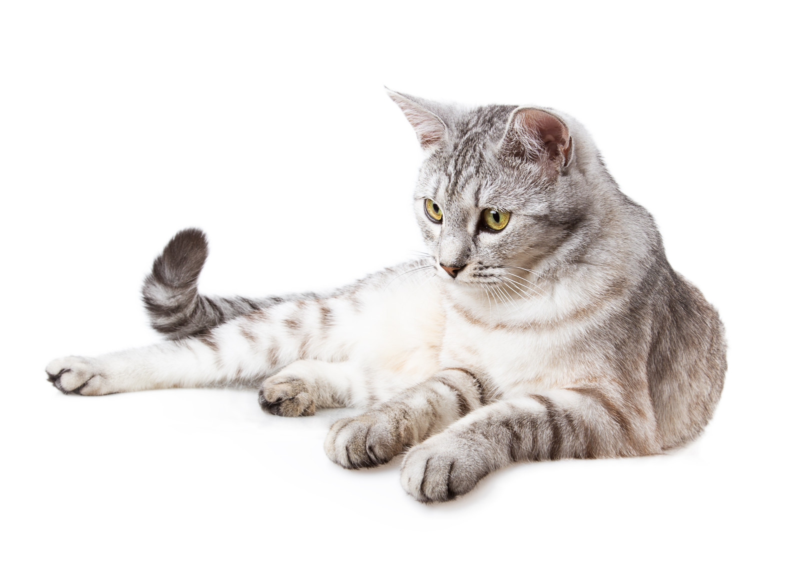 cat, white background