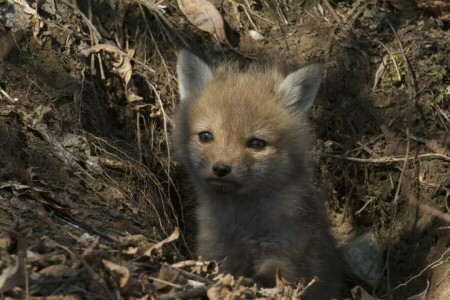 cub, Ræv, Nora