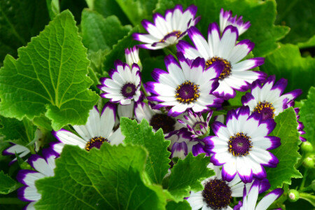 fleurs, ourlet, feuilles, la nature