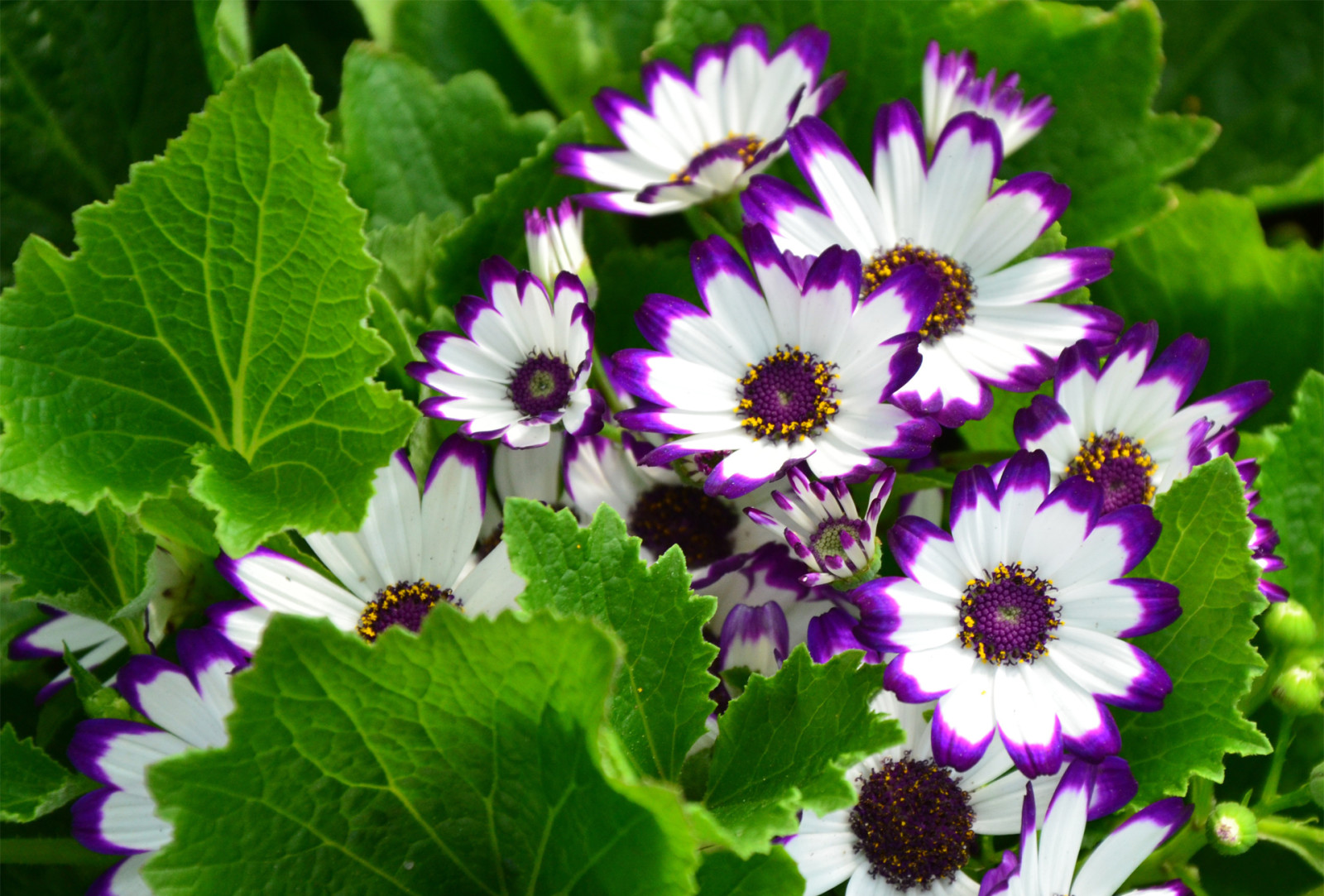 natuur, bloemen, bladeren, zoom