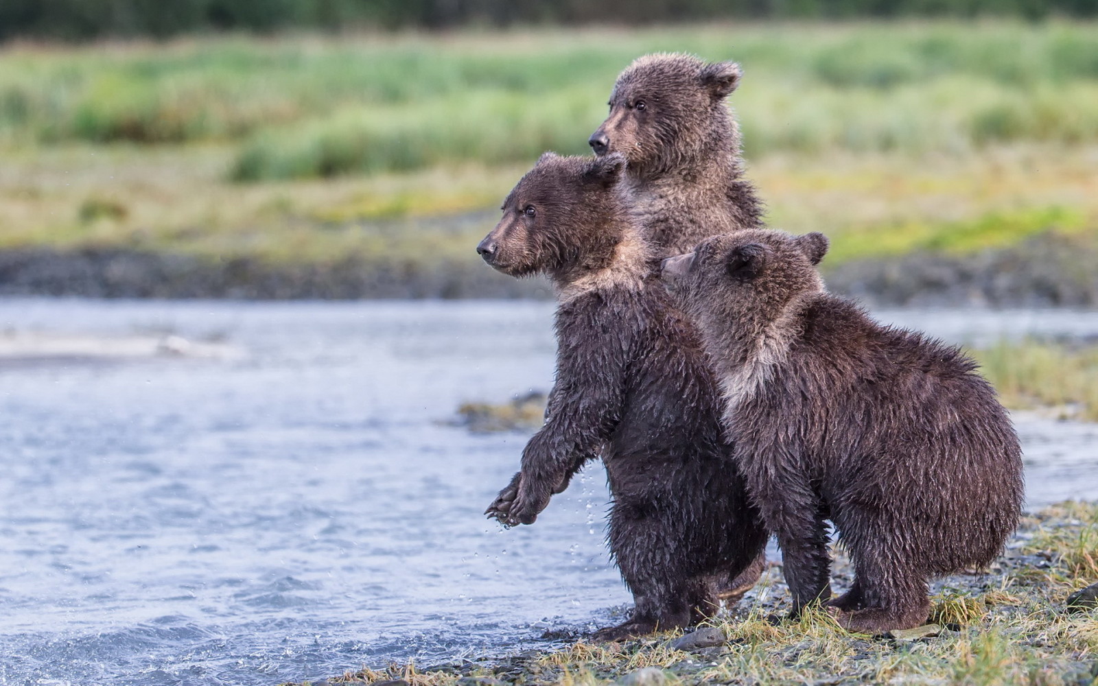 reserva, Alasca, três urso, Parque Nacional Katmai