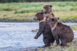 Alaska, Katmai National Park, reservere, tre bjørn