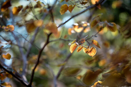 autumn, leaves, nature