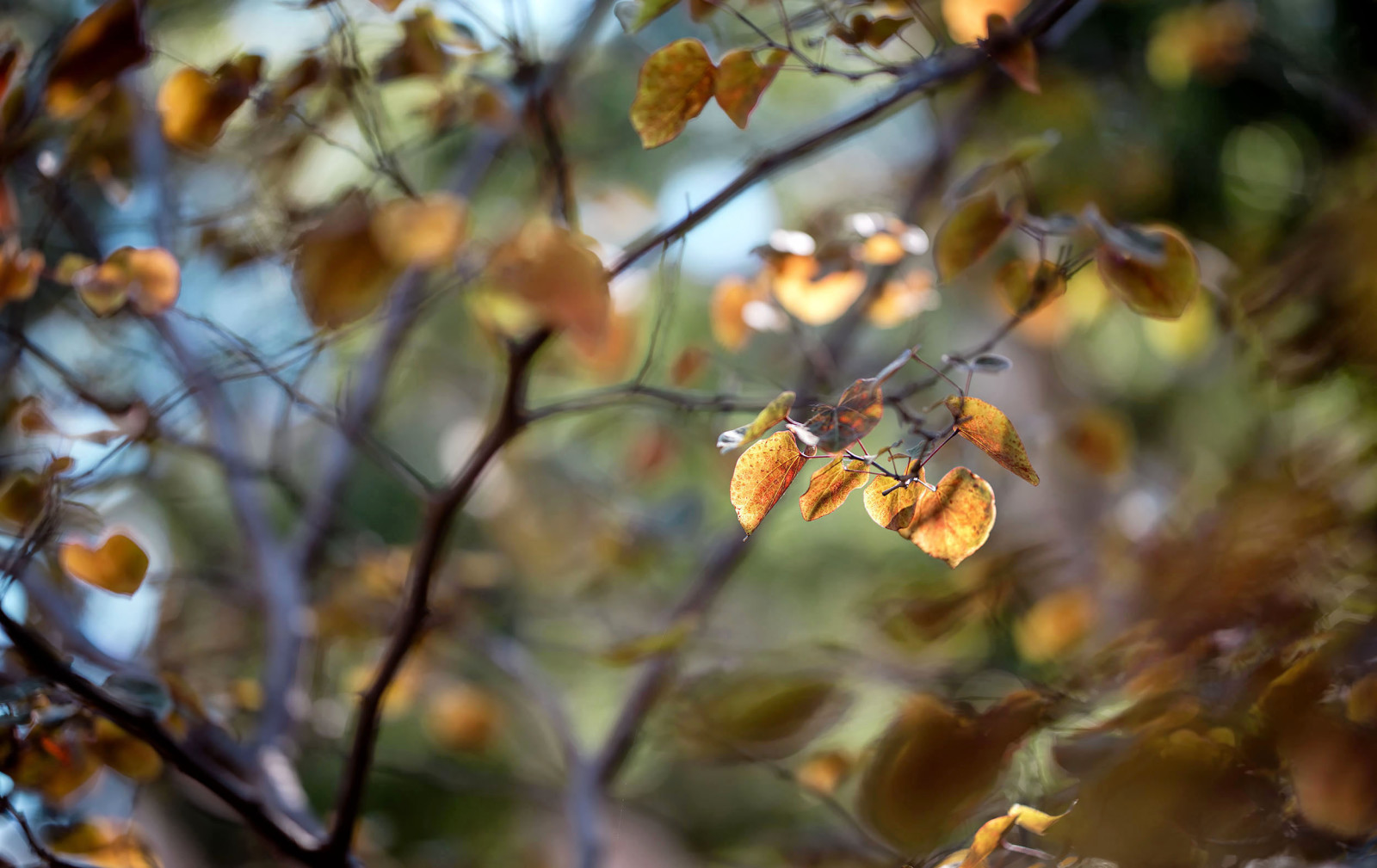 efterår, natur, blade