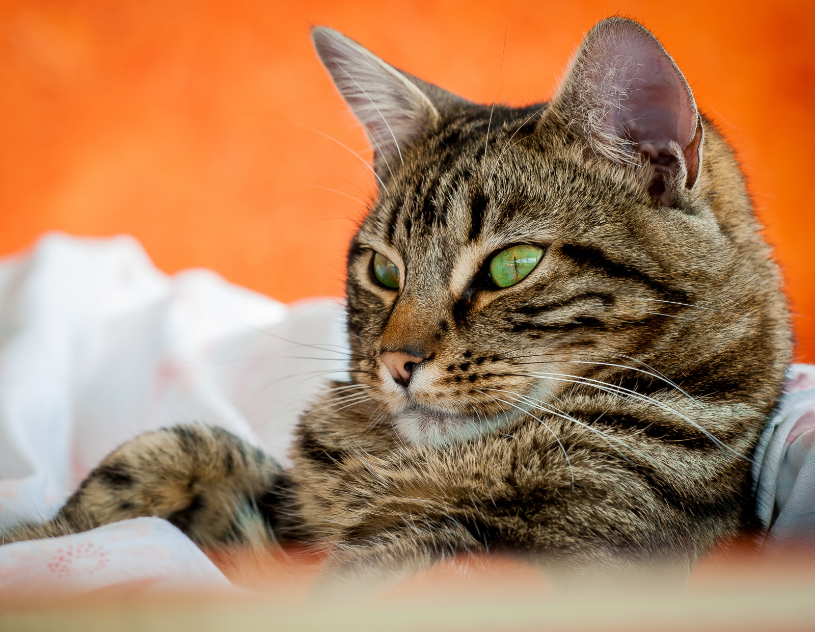 Veja, gato, retrato, focinho