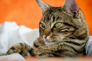 gato, Veja, focinho, retrato