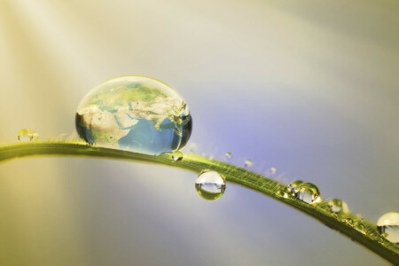 grass, nature, Rosa, water