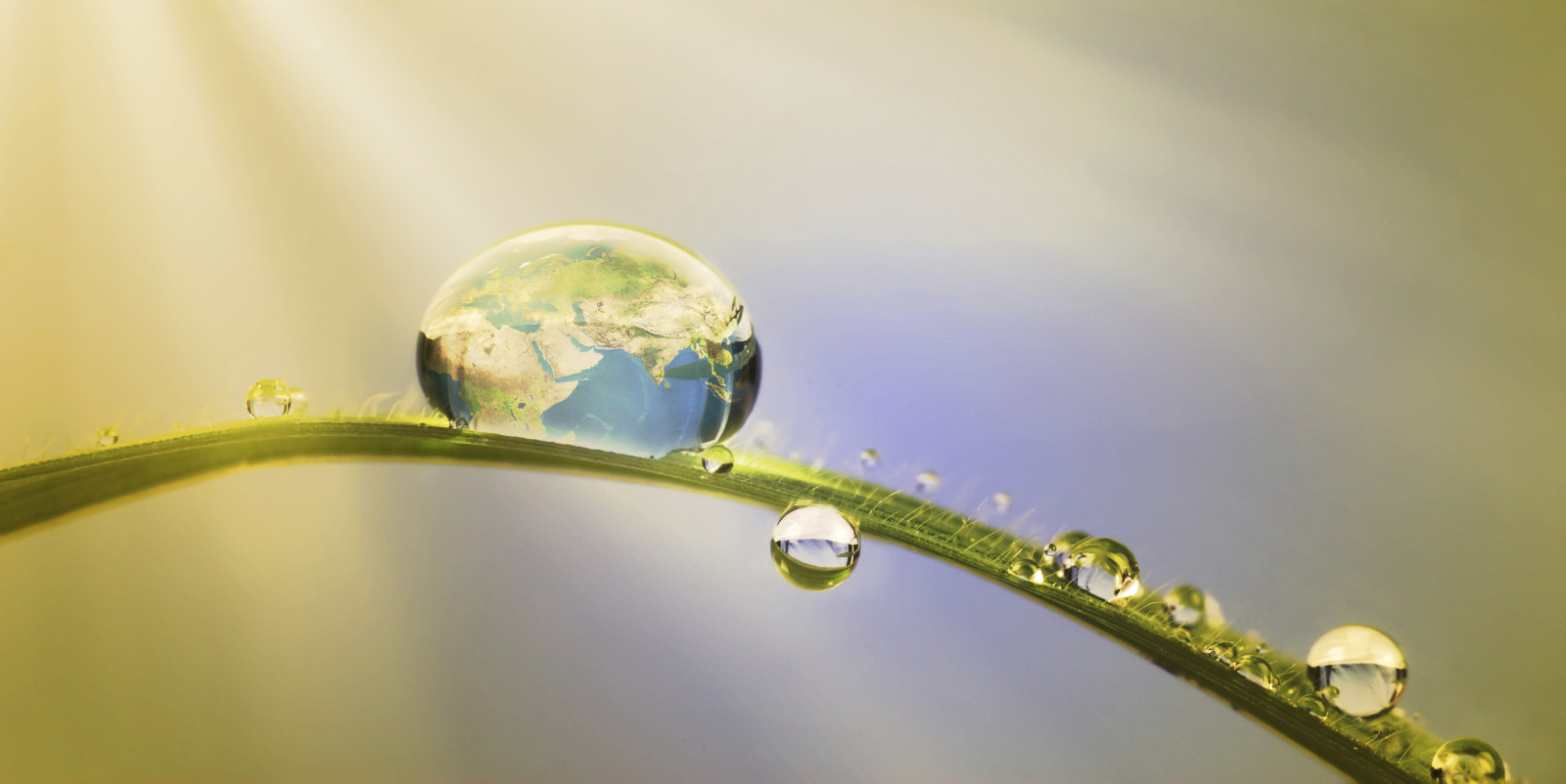 grass, nature, water, Rosa