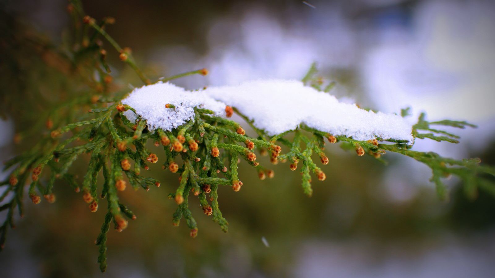 sne, træ, natur, vinter