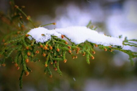 natur, sne, træ, vinter