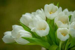 bouquet, tenderness, tulips, white