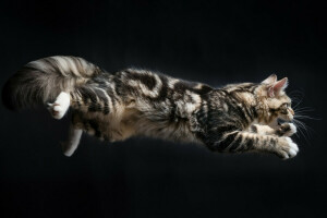 background, cat, jump, Kote