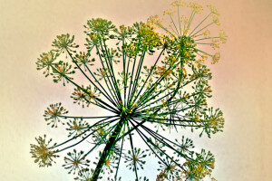 Dill, Pflanze, Pranoti, Der Garten