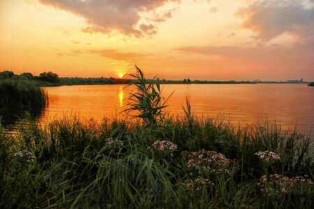 flores, césped, río, Rusia, apuntalar, puesta de sol, Ural