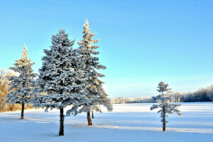 neige, épicéa, Le ciel, des arbres, hiver