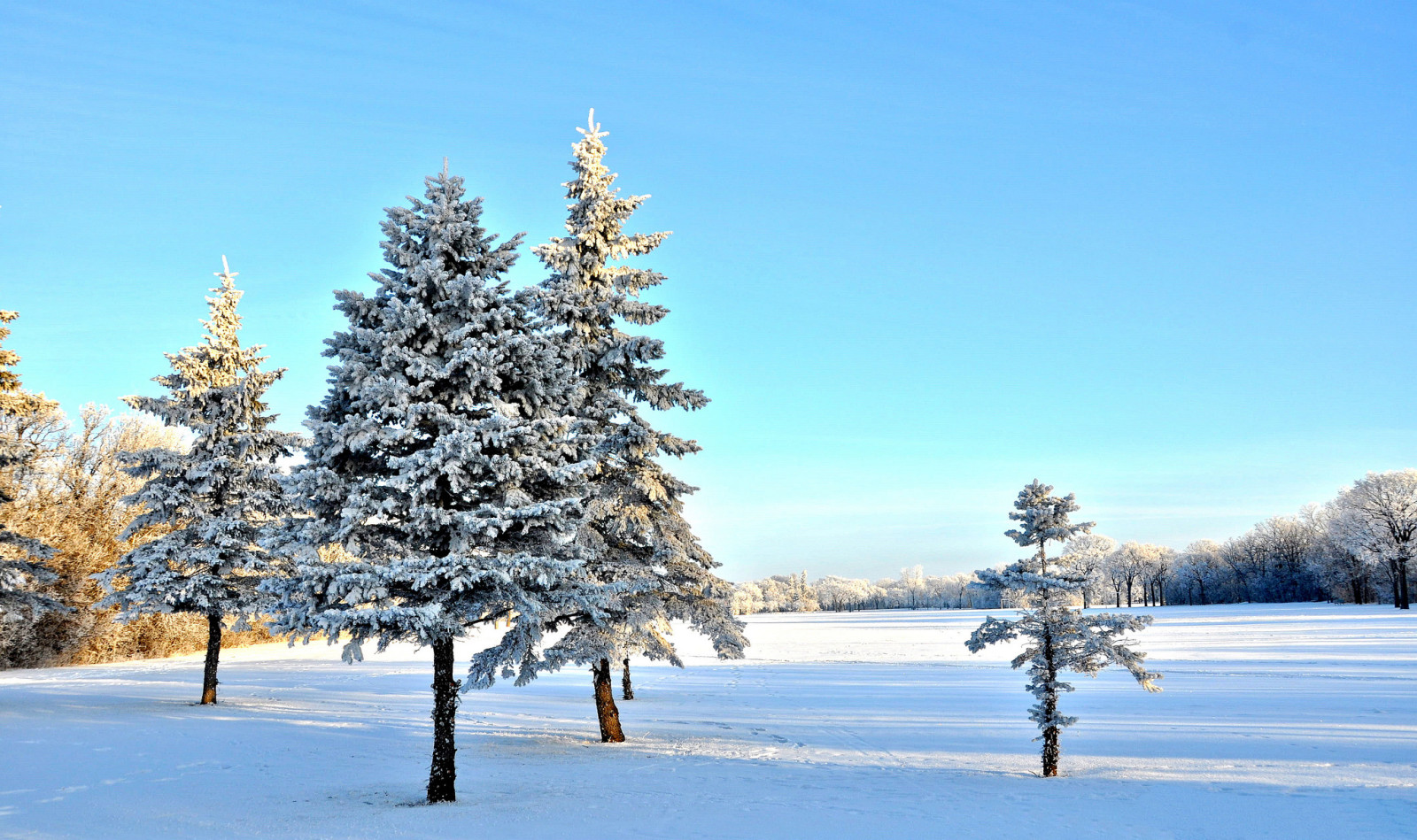 snow, the sky, winter, trees, spruce