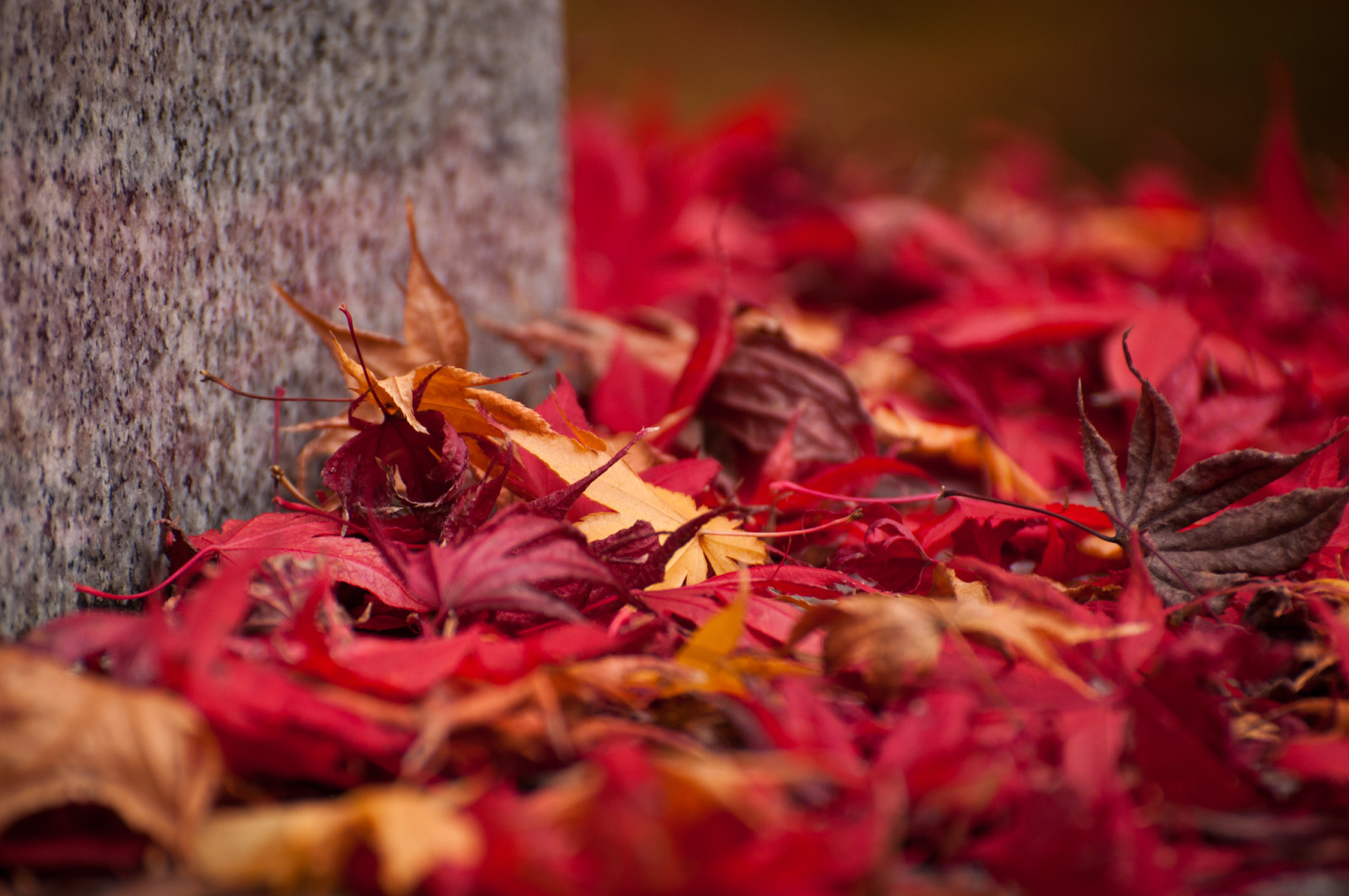 autumn, nature, leaves