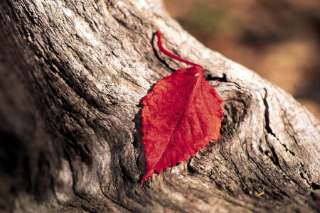 écorce, feuille, arbre