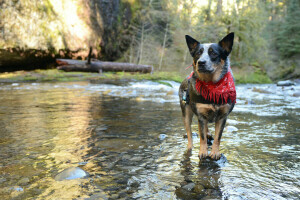 Hund, jeder, aussehen