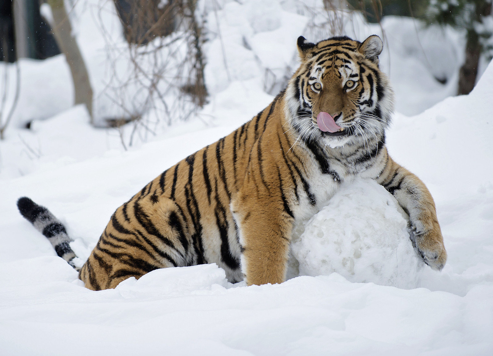 le jeu, amusement, tigresse, Boule de neige