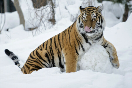 amusement, Boule de neige, le jeu, tigresse