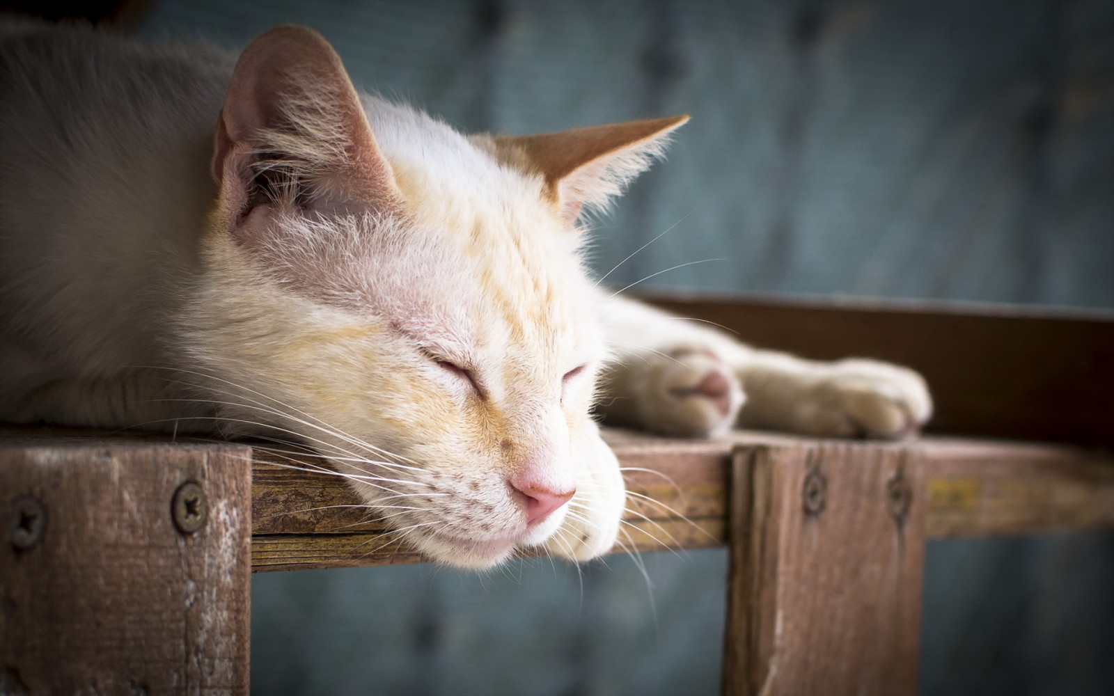 arka fon, kedi, uyuyor