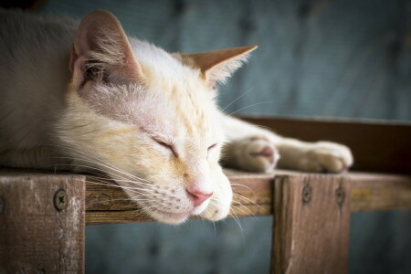 sfondo, gatto, addormentato