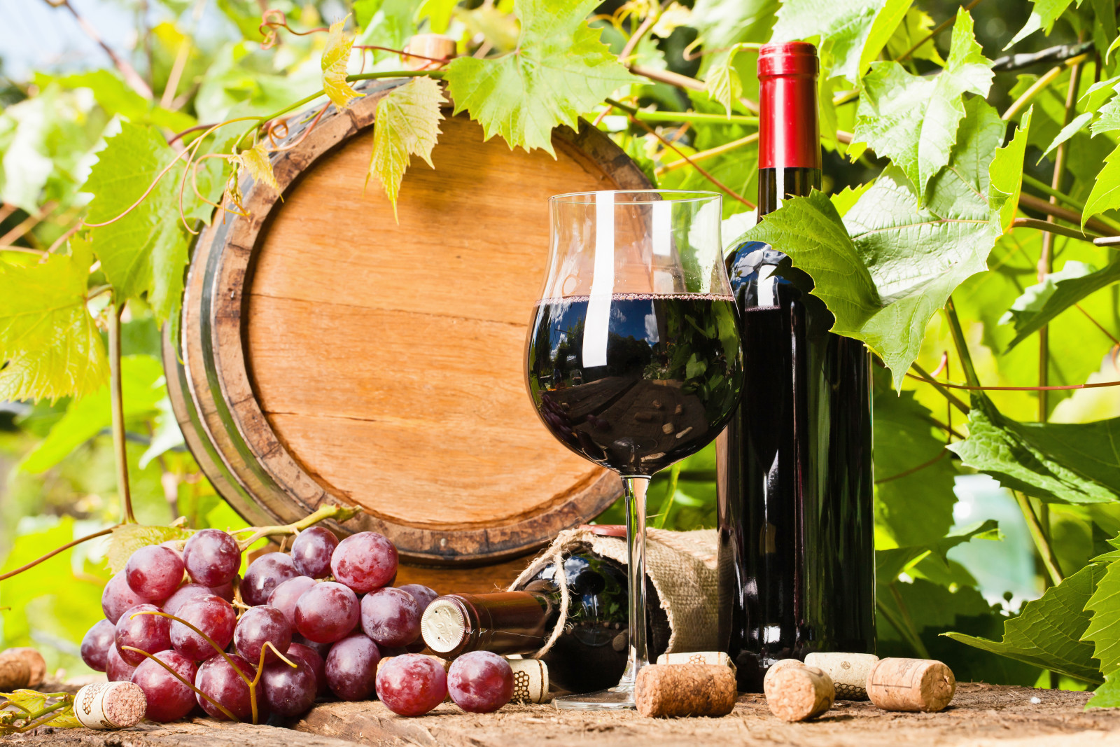 leaves, wine, barrel, grapes, tube