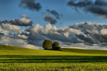 des nuages, champ, printemps, Le ciel, des arbres