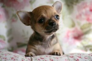 Chihuahua, hund, vovse, ansigt