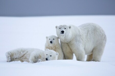 Αλάσκα, αρκούδα, φέρει, cubs, πολικές αρκούδες, χιόνι, χειμώνας