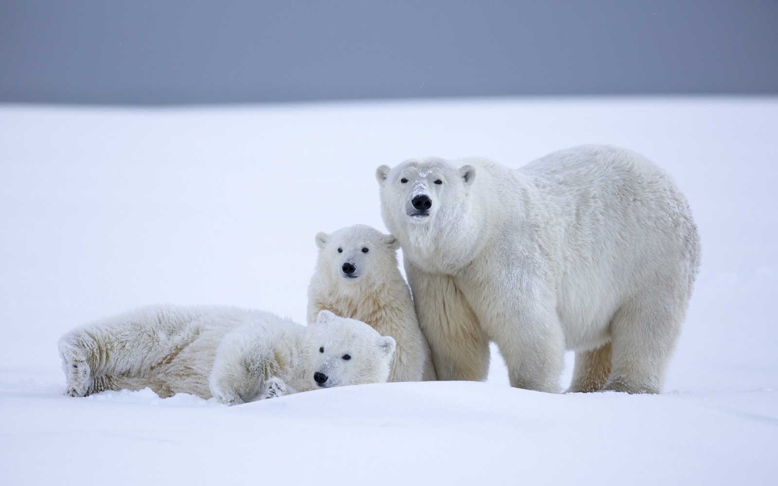 zăpadă, iarnă, ursi, urși polari, urs, cubs, Alaska