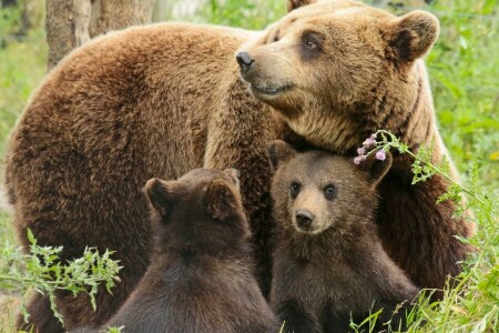 bear, bears, cubs