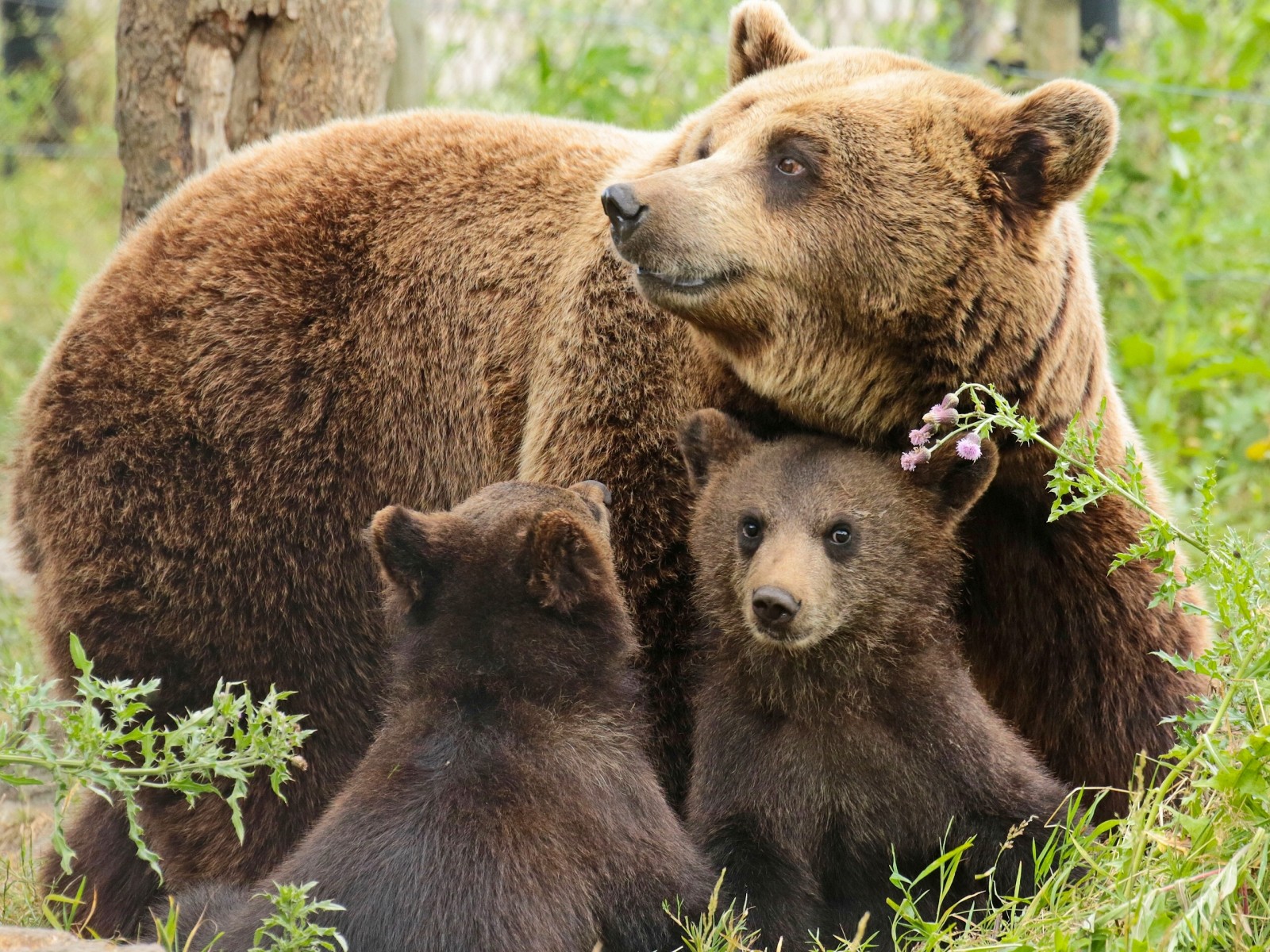 orsi, orso, cuccioli