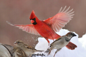 birds, cardinal, Sparrow, wings, winter