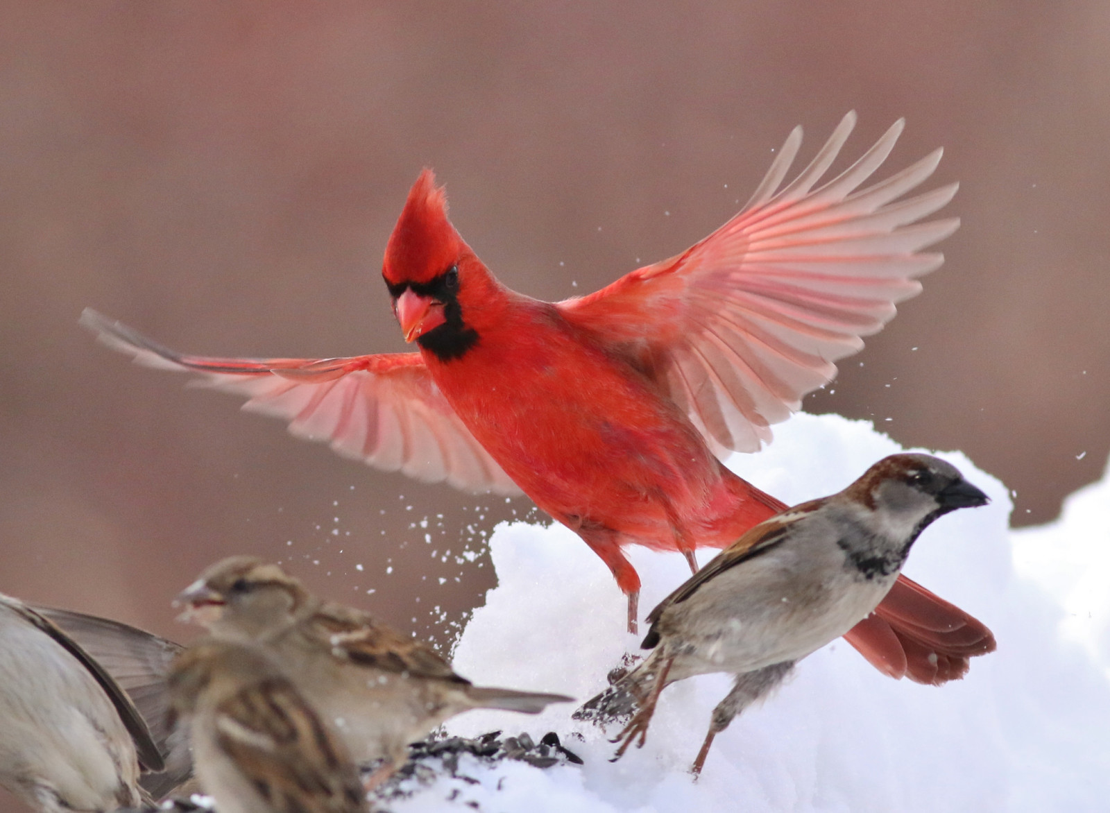 invierno, alas, aves, Gorrión, cardenal