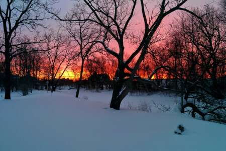 Geäst, Häuser, Abendhimmel, Schnee, Sonnenuntergang, Bäume, Winter