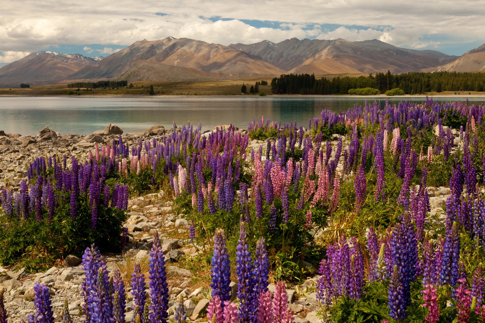 meer, stenen, bloemen, bergen, Nieuw-Zeeland, delphinium, Lake Tekapo, Ridderspoor