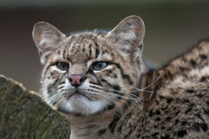 gato, gato Geoffroy, face, Veja