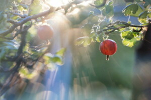 gooseberry, nature