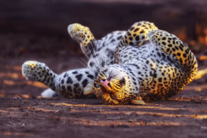 Gato grande, Leopardo, Obras de teatro, retorcido