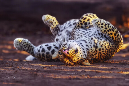 grande gatto, Leopardo, Riproduce, contorto