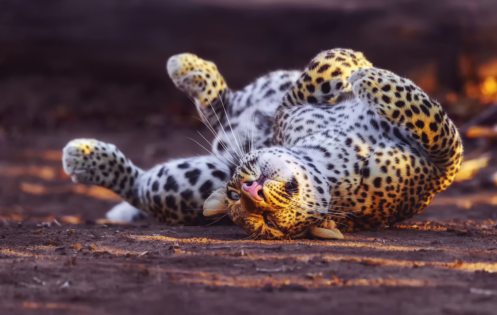 Leopardo, gato grande, Tocam, torcido