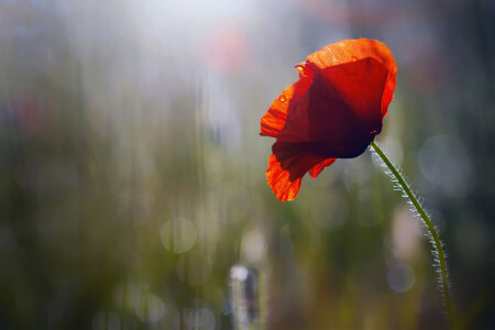 bokeh, drops, flower, Mac, morning, Rosa